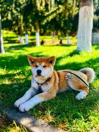 Akita Inu 4 luni