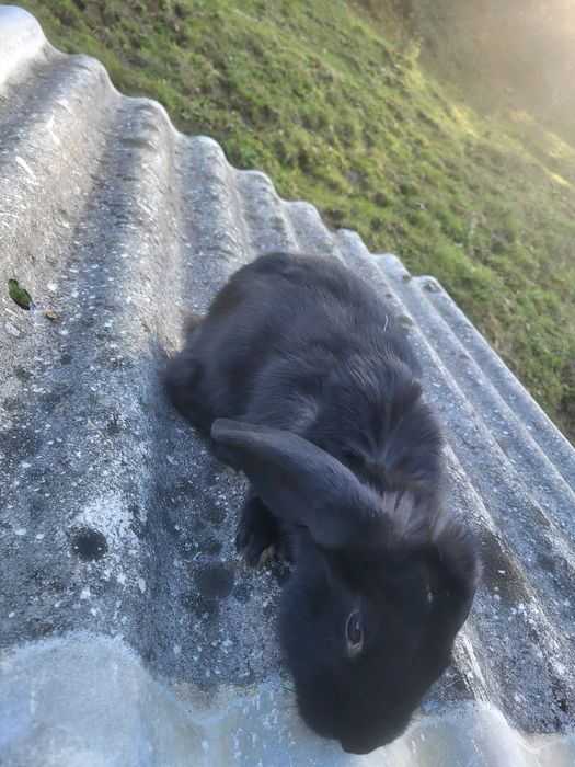 Vând 2 iepuroii au în jur de 3 luni
