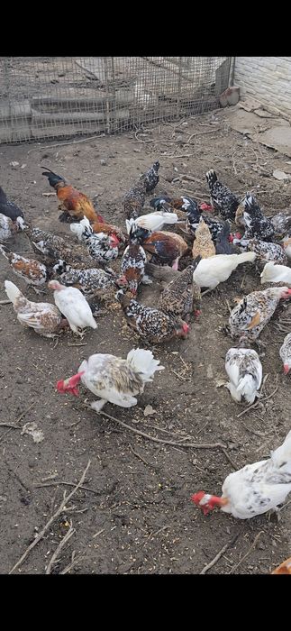 Vând Găini Americane – Linie Premium | 70 lei/buc