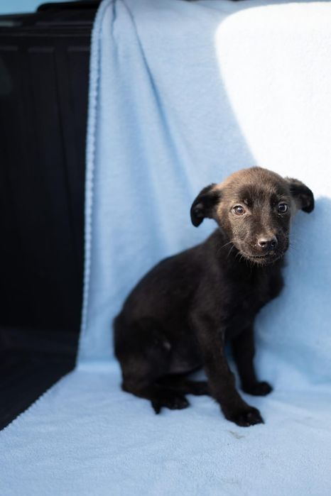 Щеночки в отлове ждут любящих хозяев