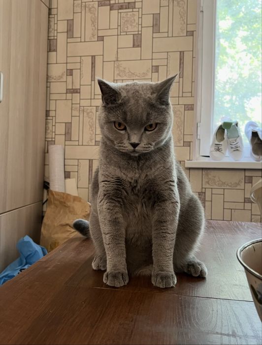 Отдам кота в хорошие руки