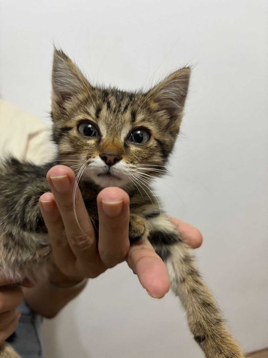 Отдам котёнка в хорошие руки.