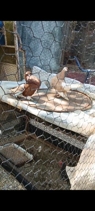 Porumbei Volga pereche