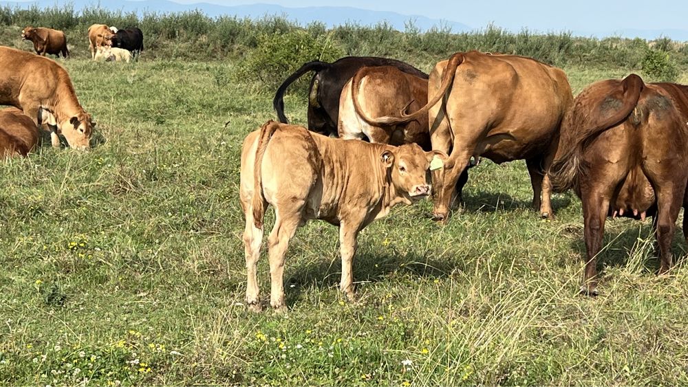 Vitei si vitele limousin si parthenais fara certificat de origine.