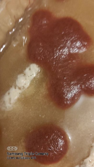 Продам аулофорус.