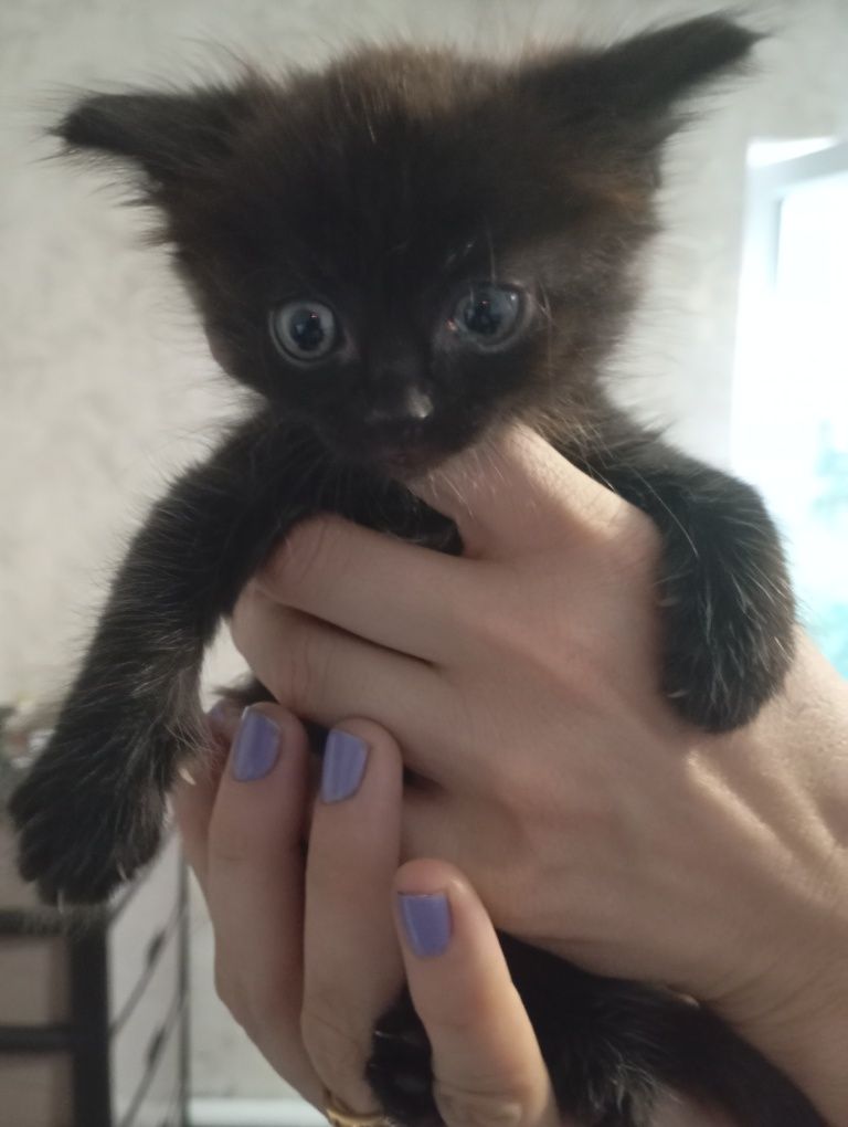Котики и кошечки