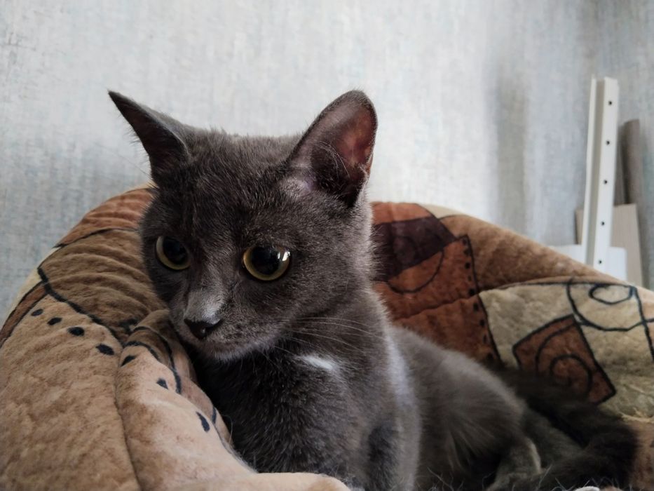 Ищем дом для кошечки