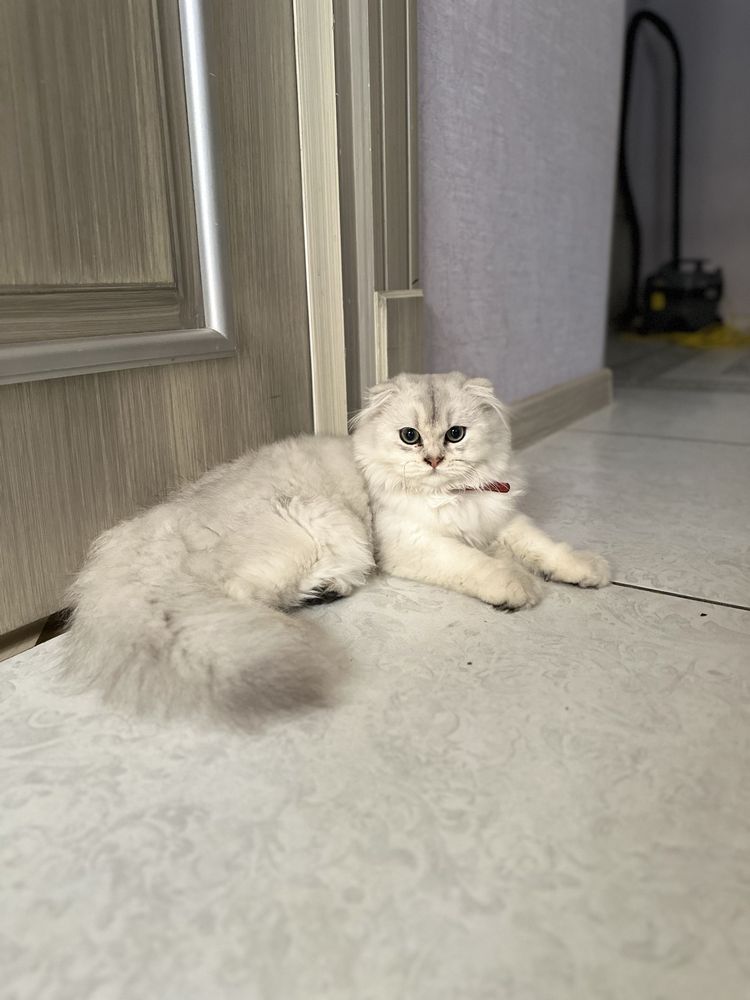 шиншилла хейланд продается котенок