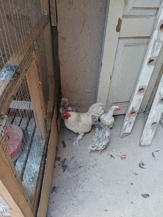 Qora tovuq oilasi sotiladi  ko shamo makiyonlari bor