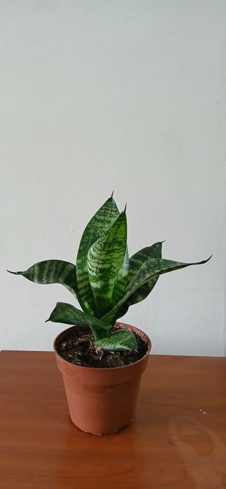 Сансевиерия тещин язык