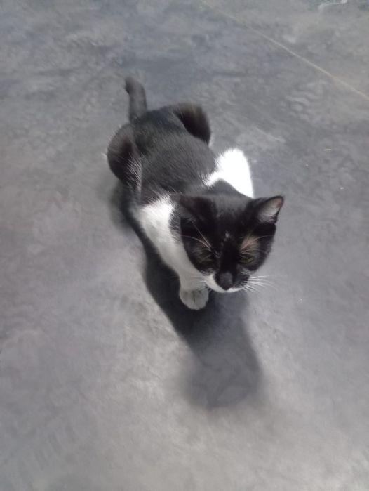 Молоденькая кошечка