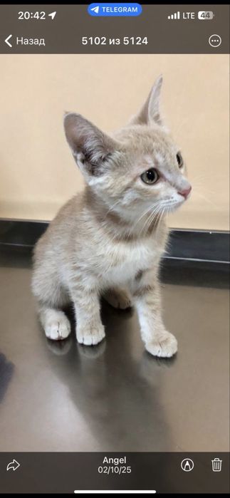 Кошка, здоровая, умная, ласковая, Шанти!
