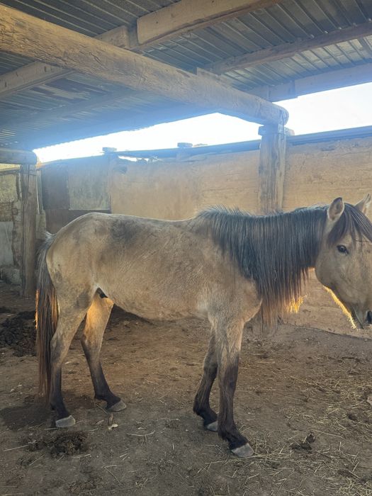 6 жасар Айғыр сатылады