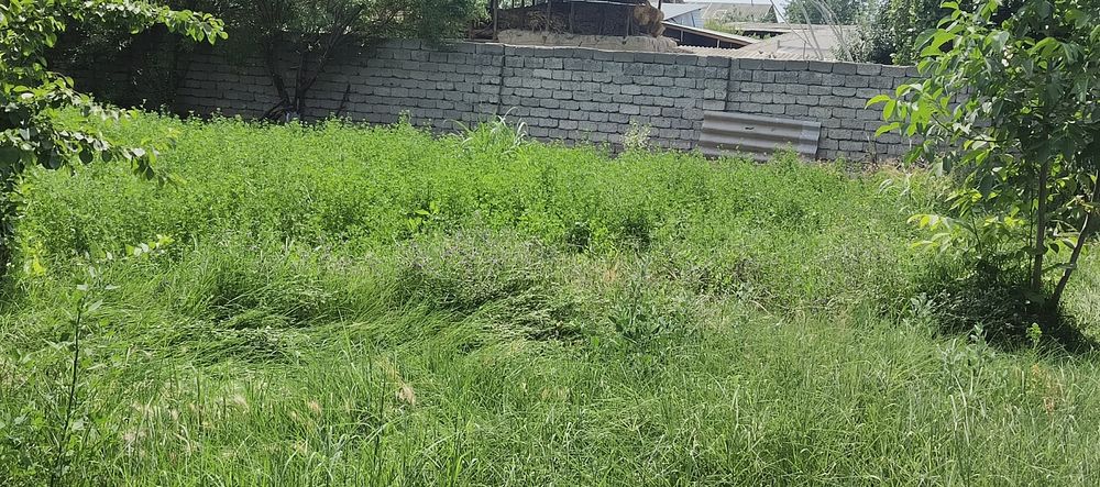 Beda sotiladi turishi