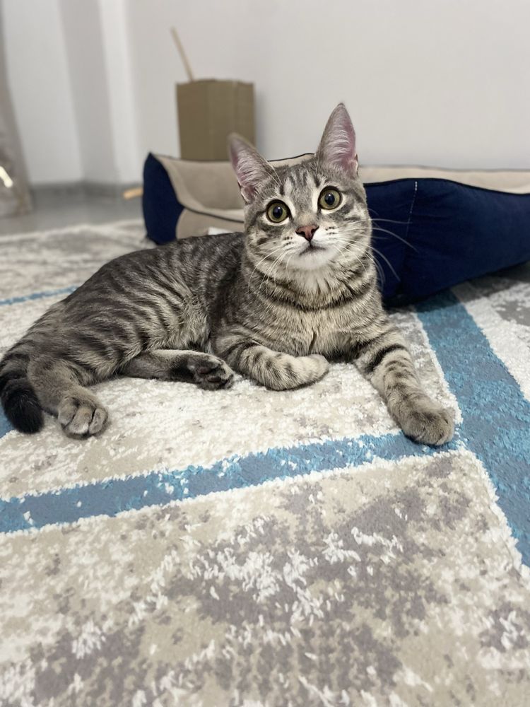 Ищу кошечку для кота Ищу девочку-кошку для вязки для моего котика.