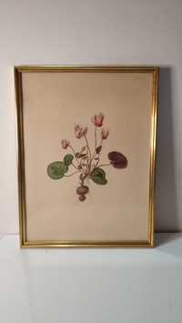 Litografie Cyclamen europaeum