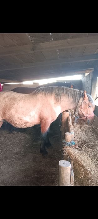 Mânz 2 ani fff cuminte