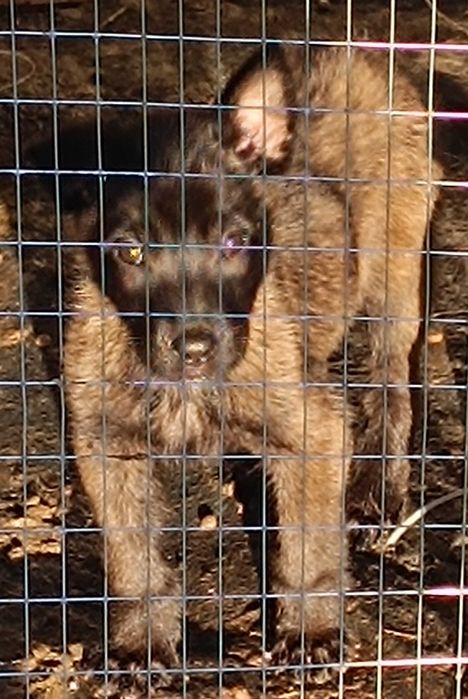 Женско кутре малиноа