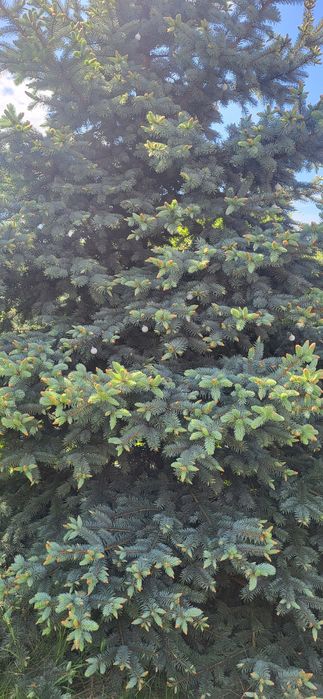 Brad argintiu natural