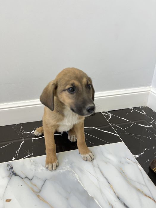 кушык,,1,5айлык артык кимылы жок