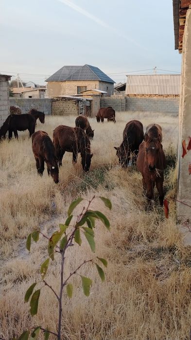 Тай сатылады. Жылқы