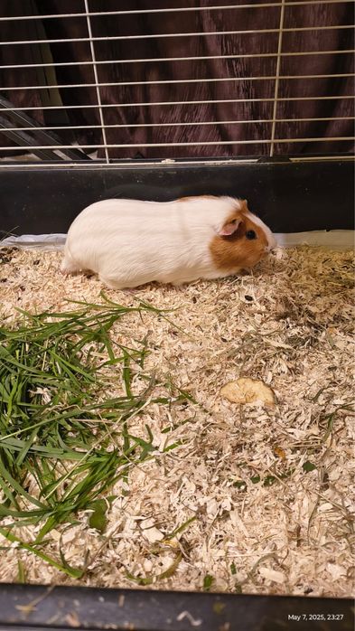 Capibare donatie