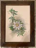 Tablou Floarea Pasiunii acuarela pictat in 1903 semnat inramat vechi