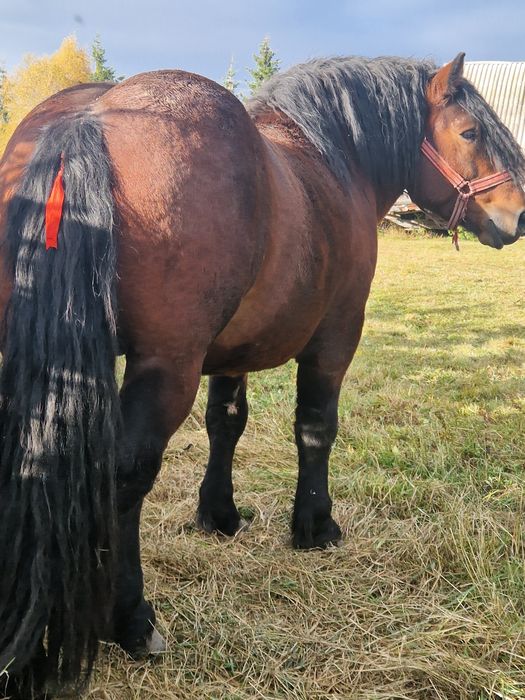 Vând Armăsar de 3 ani