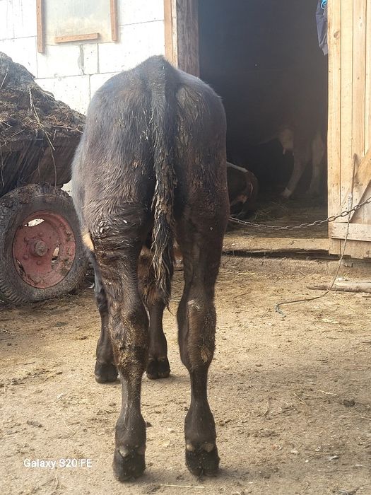 Tauras 5 6 luni hntarcat angus frumos