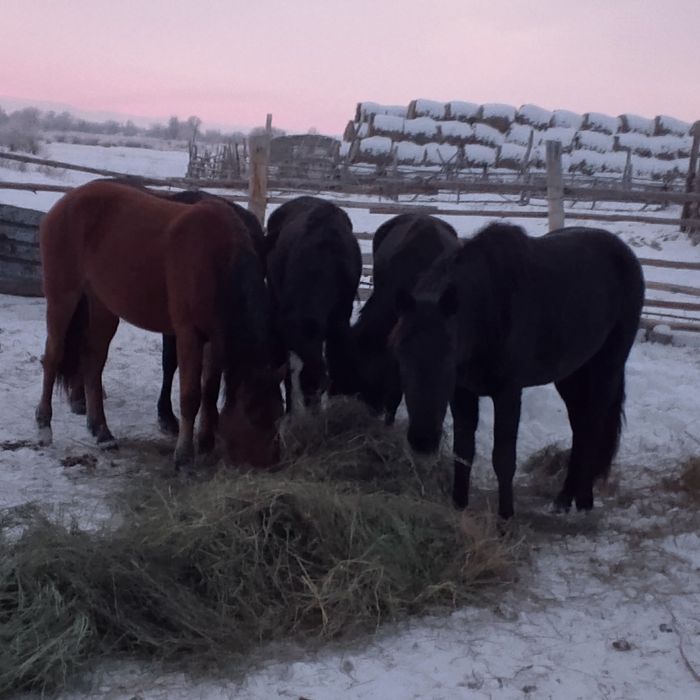 Жабагы тайлар 50