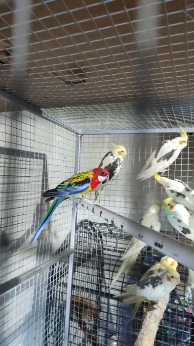 Papagali nimfe și micul  și marele Alexander baraband  peruși rosela a