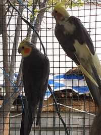 Птицы пара Корелла