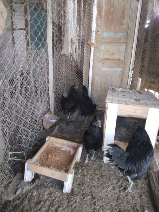 Mokiyon tovuq sotiladi