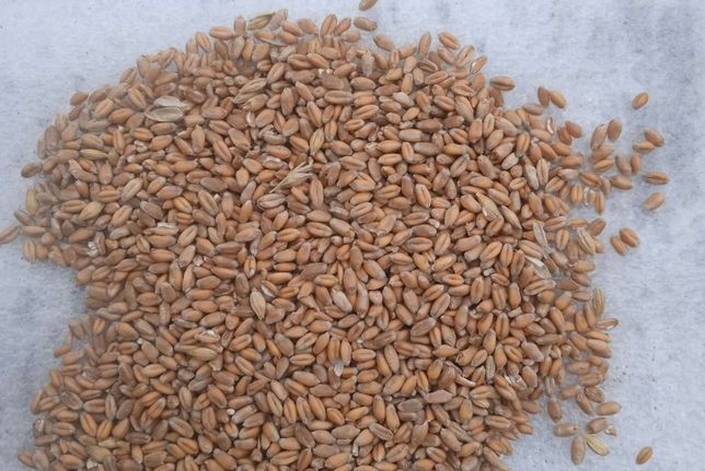 Продам пшеница оптом чисто сухой