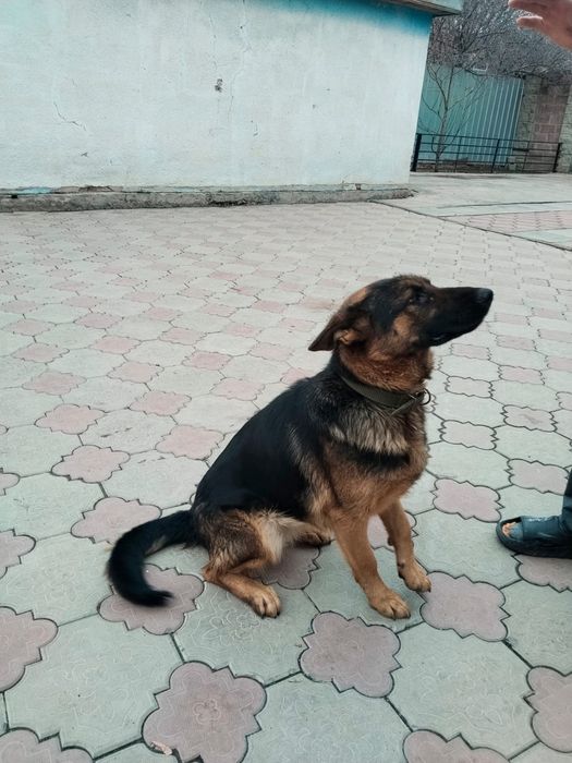 Продам немецкую авчарку