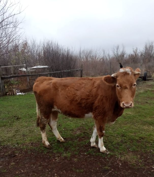 Продам корову, возраст  шестой год