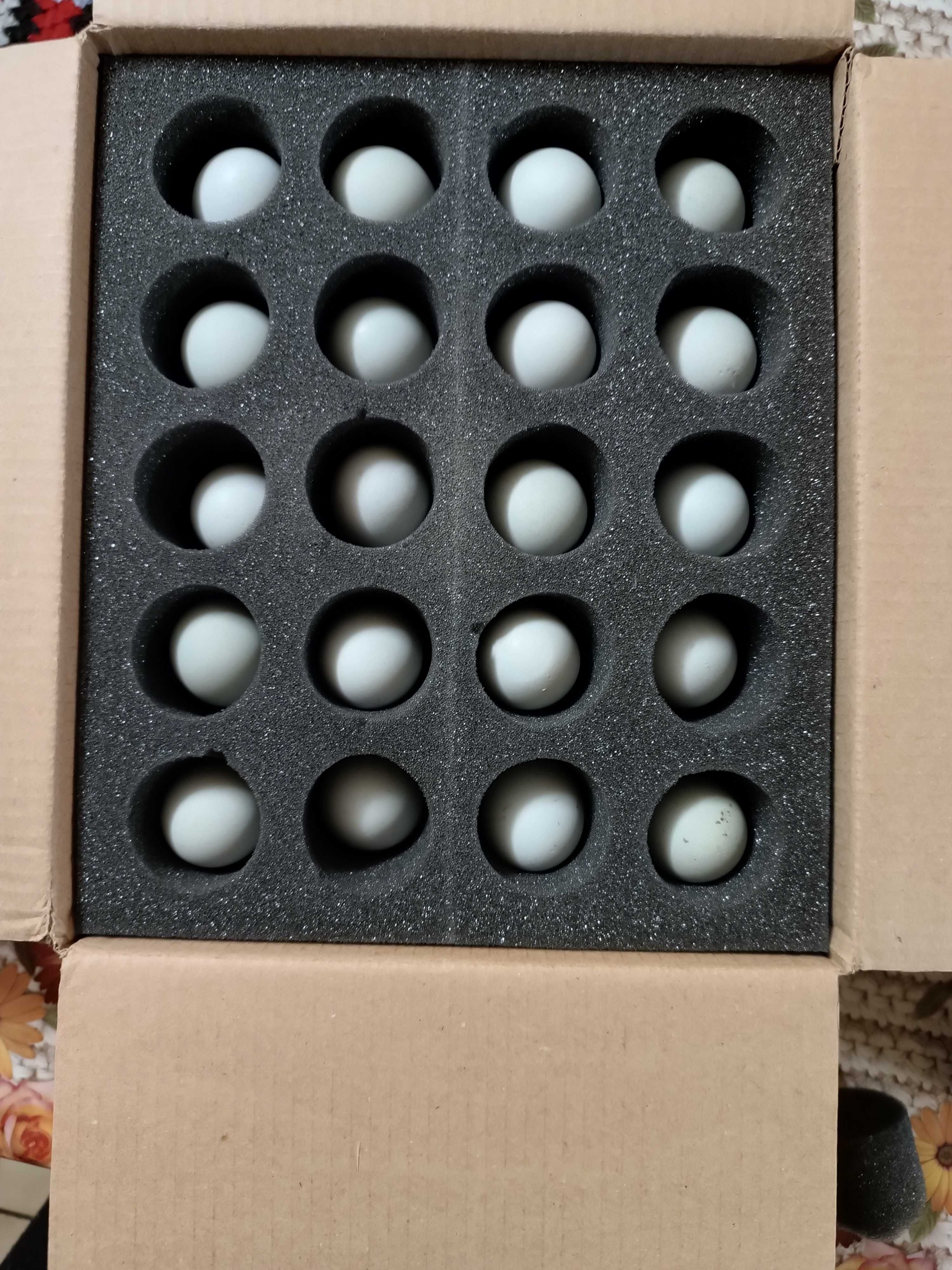 Oua  incubat araucana gat  auriu