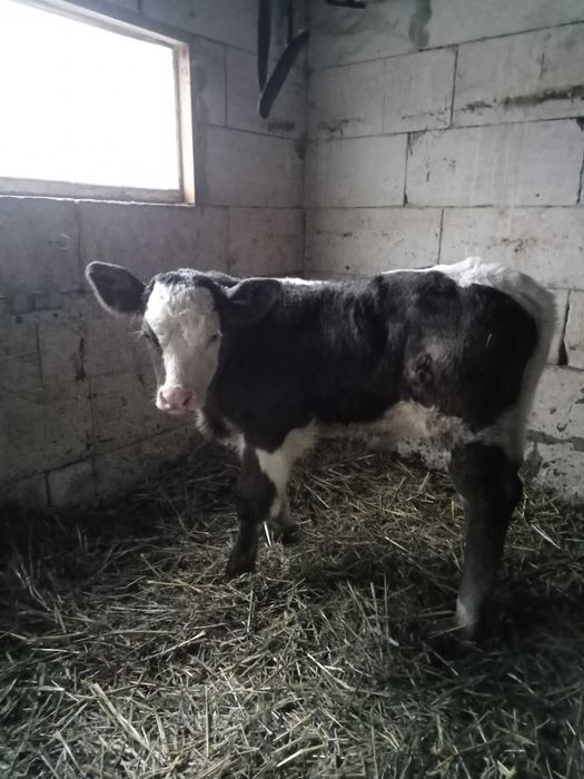 Vițel tăuraș metis de carne