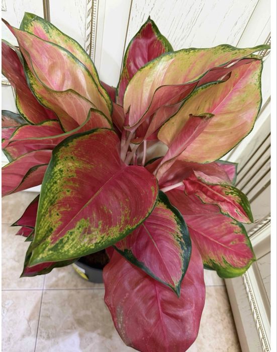 аглаонема большая 55 см