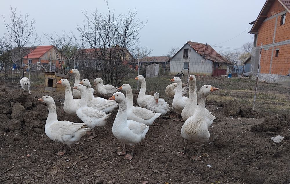 Gâște de vânzare, Nadab