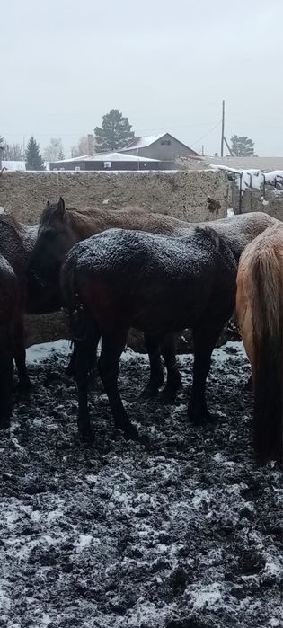 Тай 2жасар ұрғашы