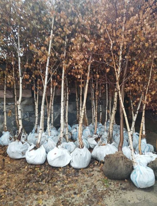 Plante mature pentru curte mesteacăn și platan