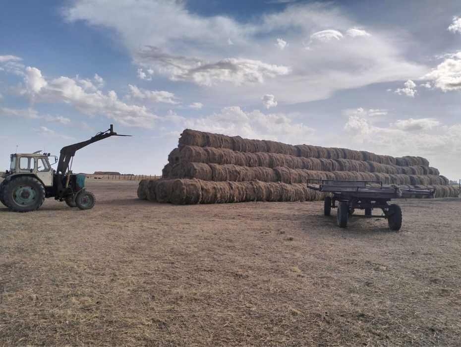 Рулон шөп сатылады