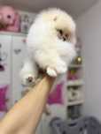 Femela pomeranian fci pedigree