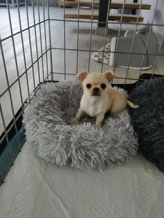 Женско Мини чихуахуа