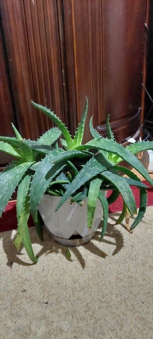 Алоэ вера продам