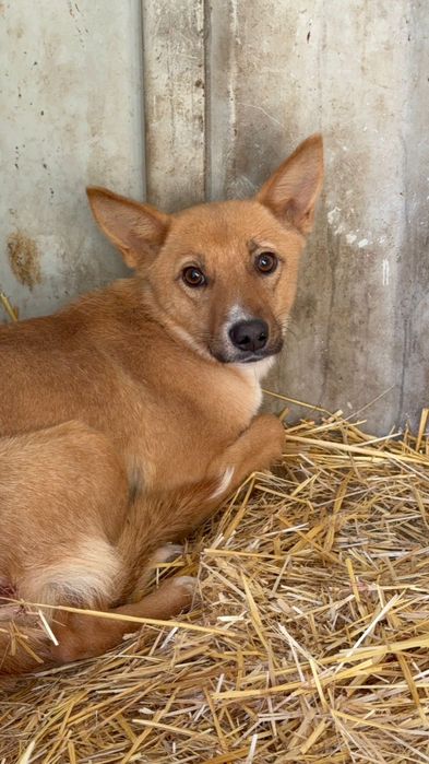 Щенята и сОбаЧки ждут СтаРых или более ответственных новых хозяев
