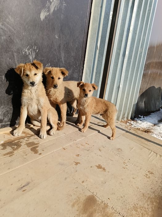 отдам щенков девочки мальчики