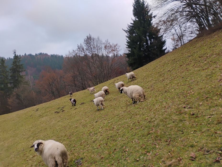 Oi de vanzare de a fata