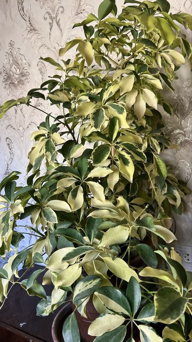 Шикарные шефлеры, крупные, недорого